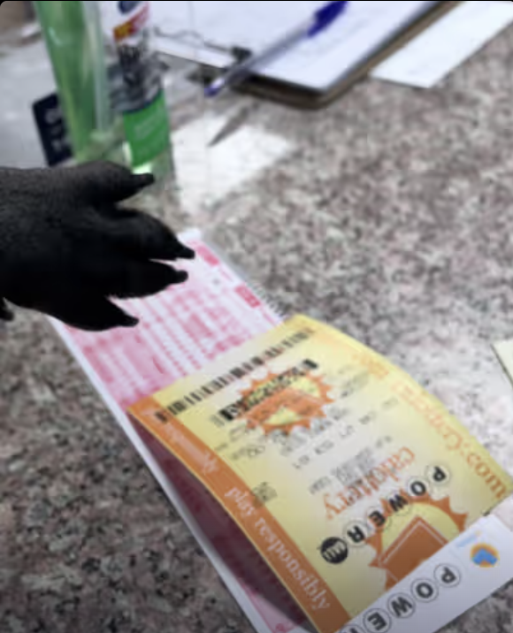 Frenchie drives to local gas station to buy her Powerball lottery ticket before deadline !